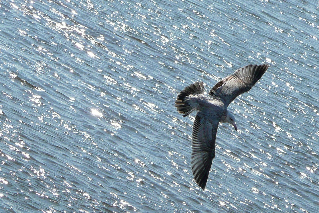 Image - flying seagull bird animal water