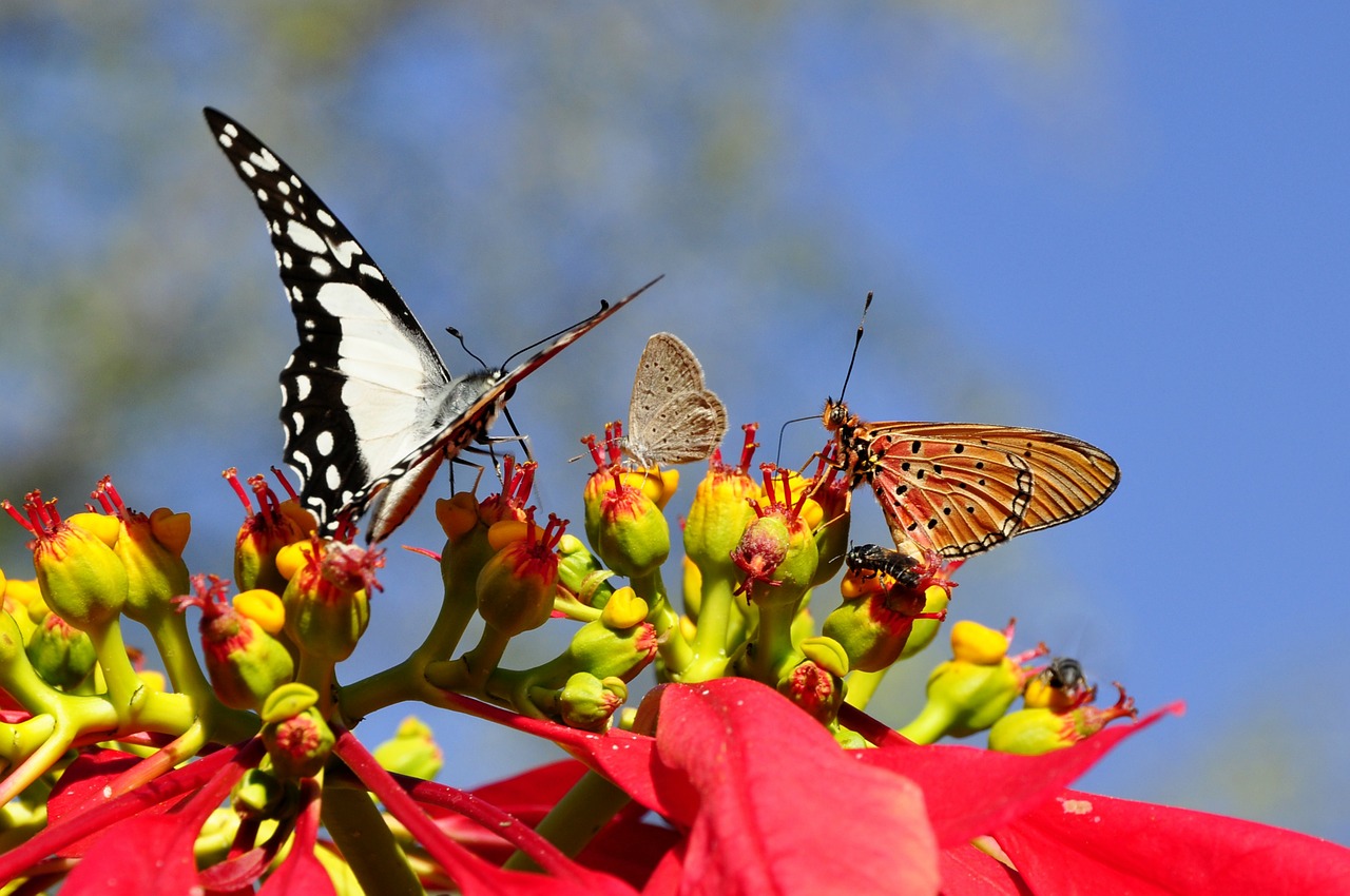 Image - butterflies poinsettia animal world