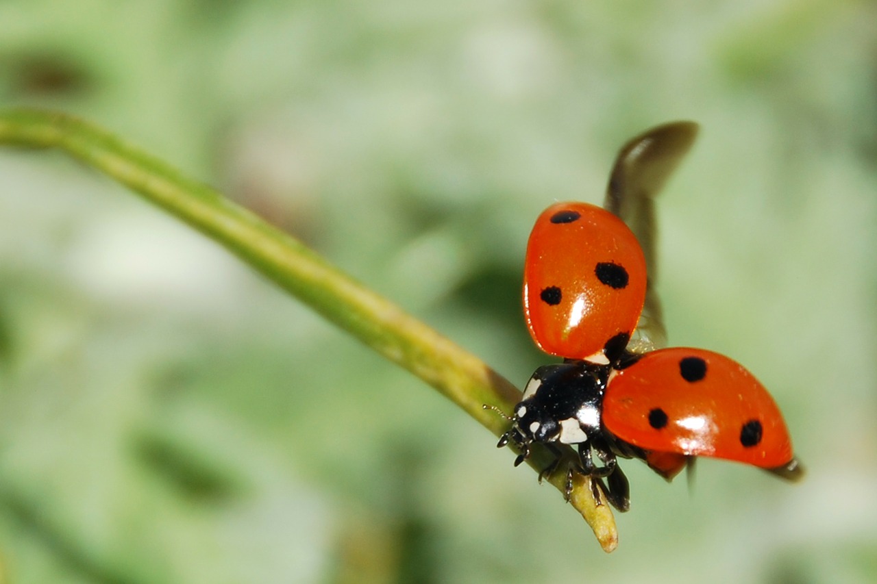 Image - ladybug insect nemrut dagi