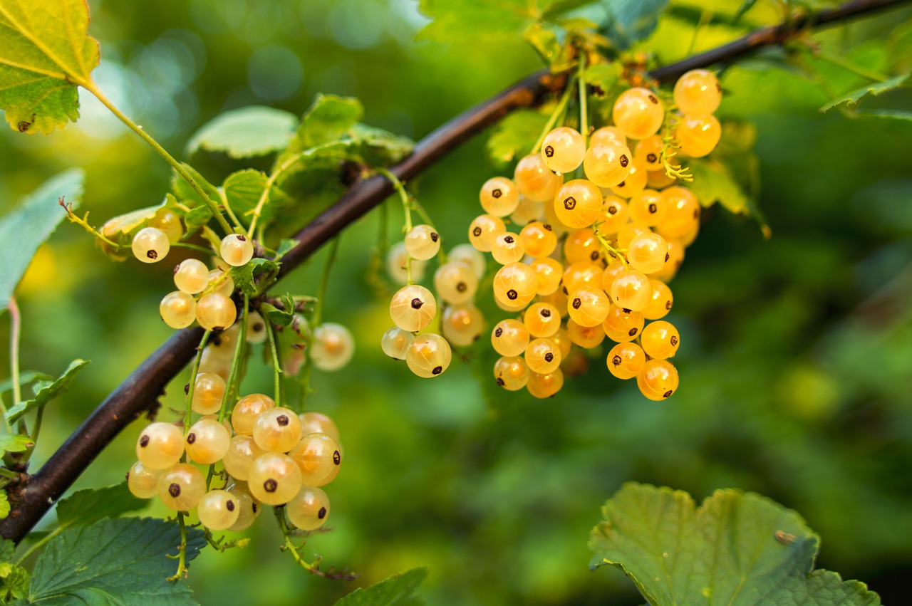 Image - currant white fruit fresh berry