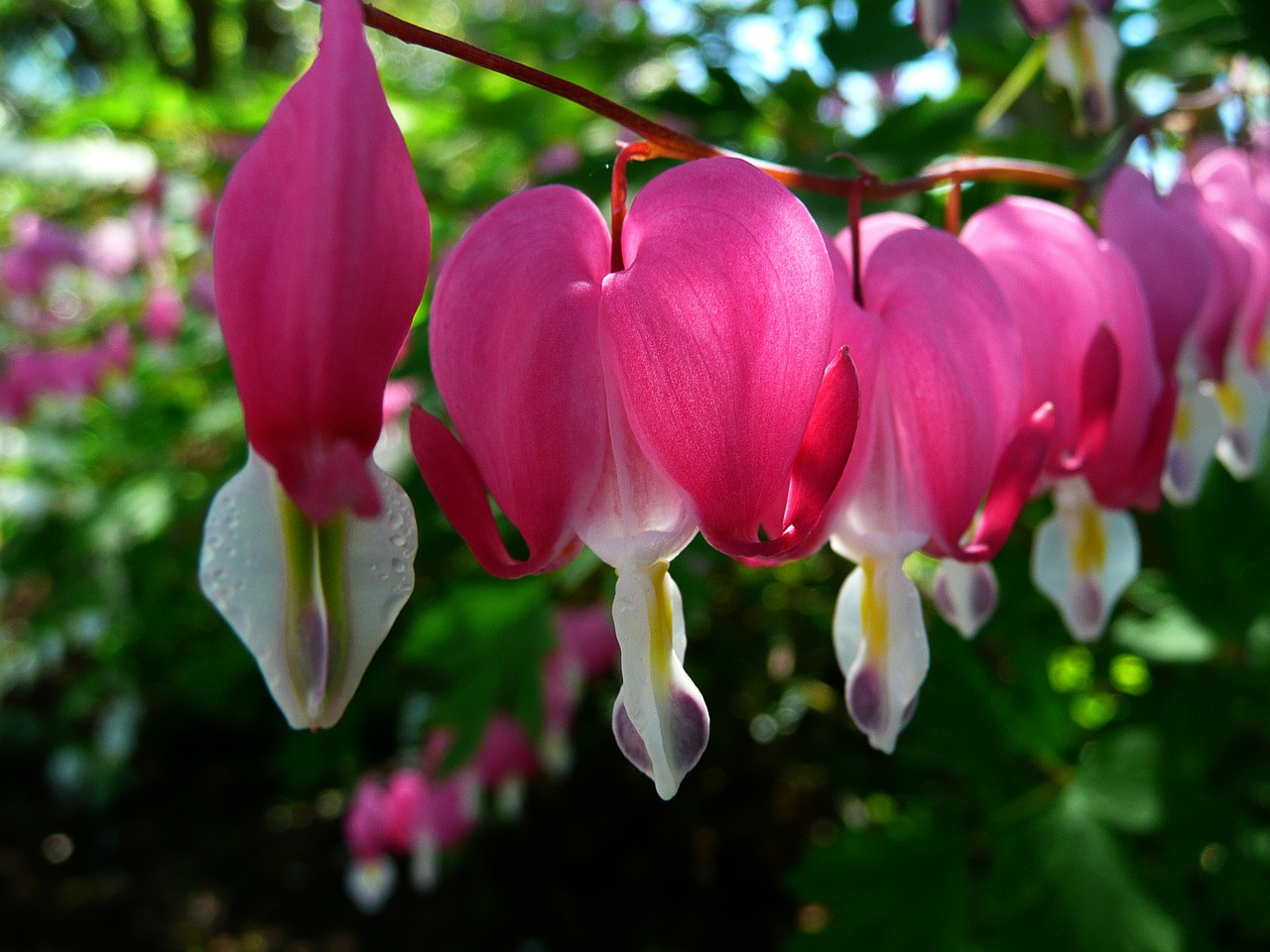 Image - bleeding hearts flowers cluster red