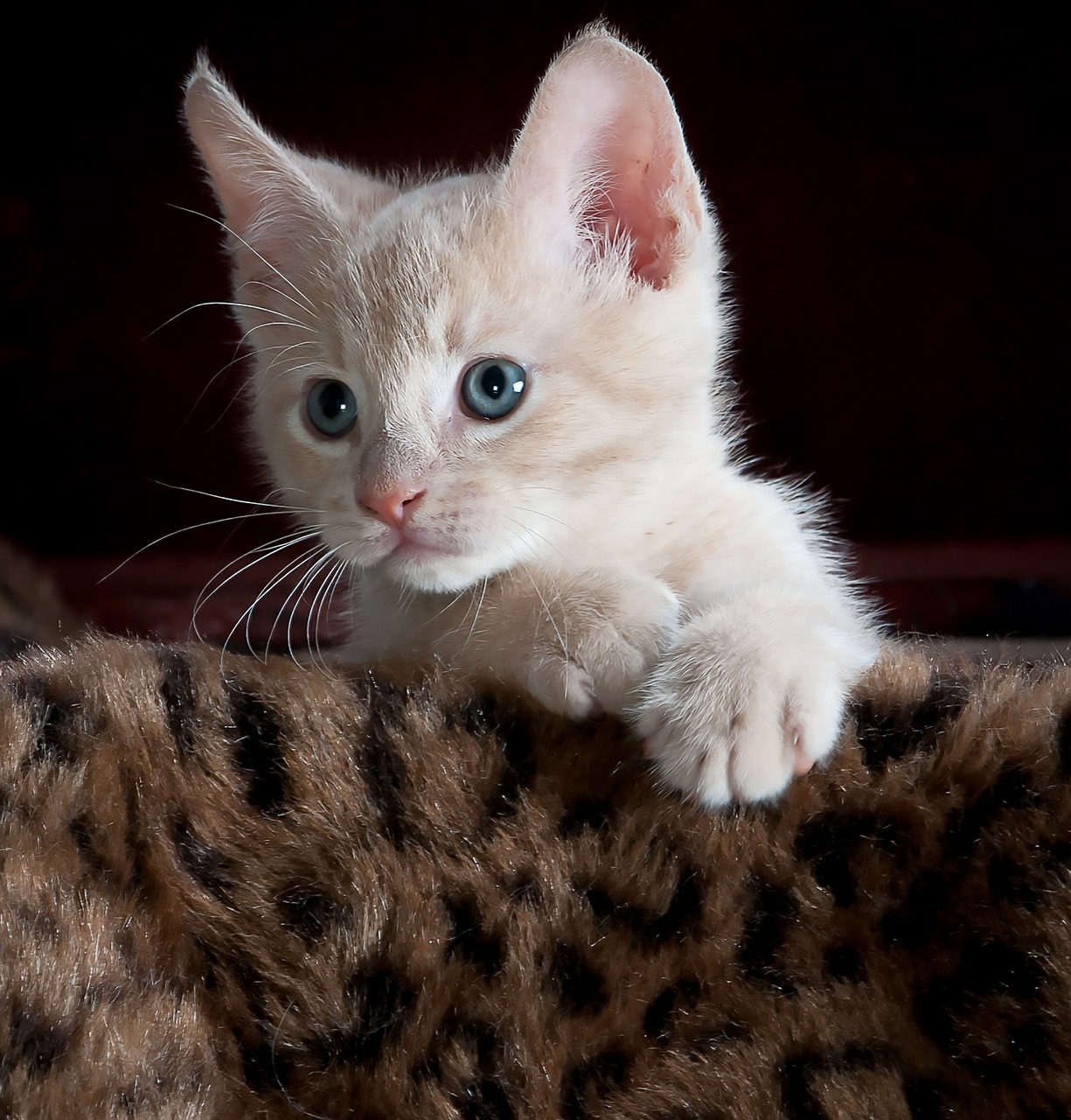 Image - kitty cat kitten pet animal cute