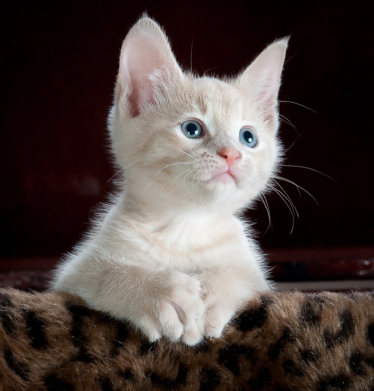 Image - kitty cat kitten pet animal cute