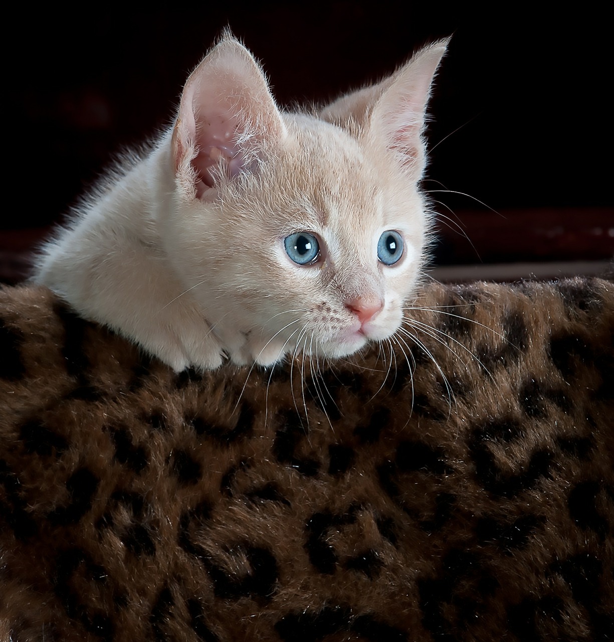 Image - kitty cat kitten pet animal cute