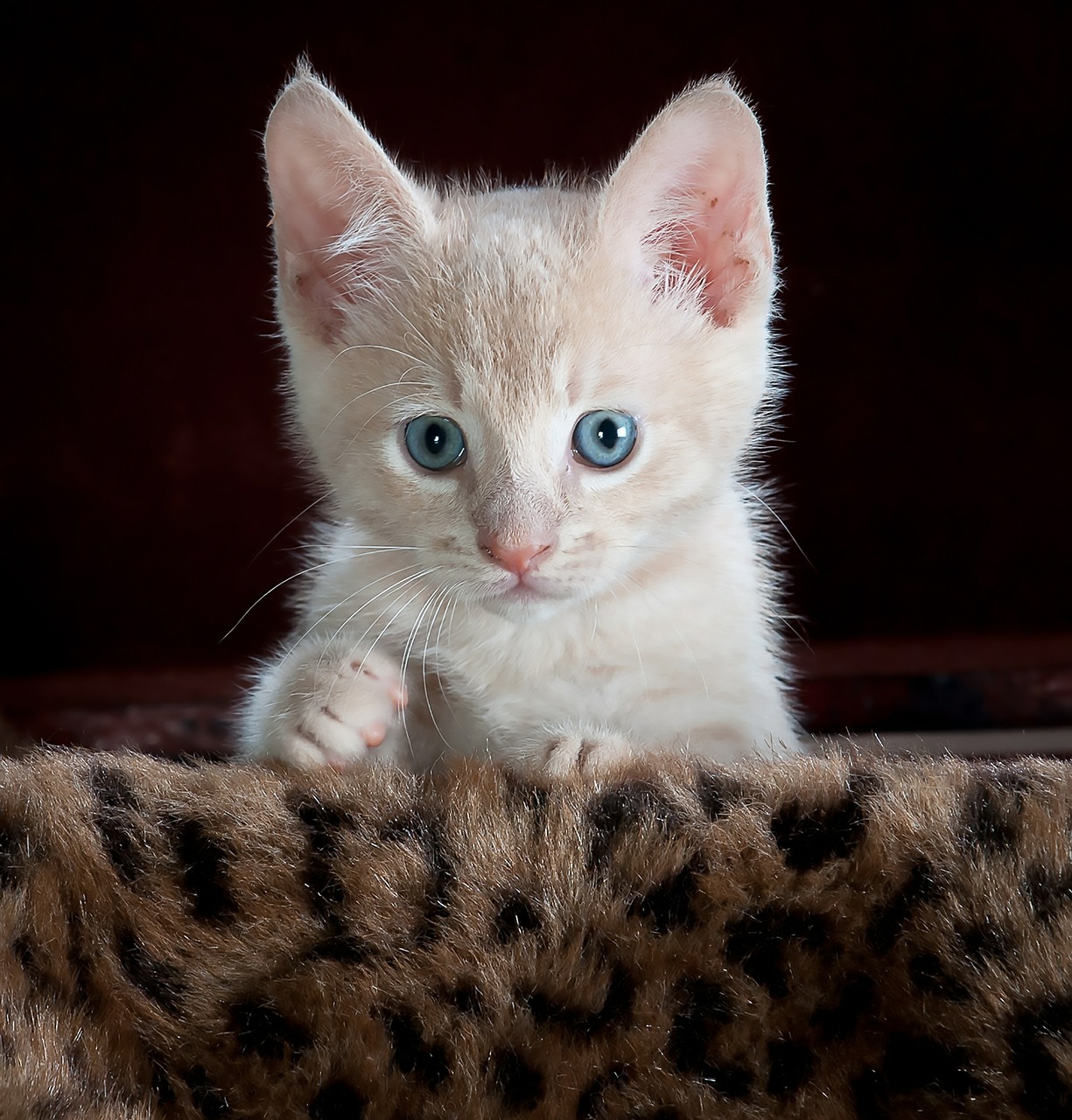 Image - kitty cat kitten pet animal cute