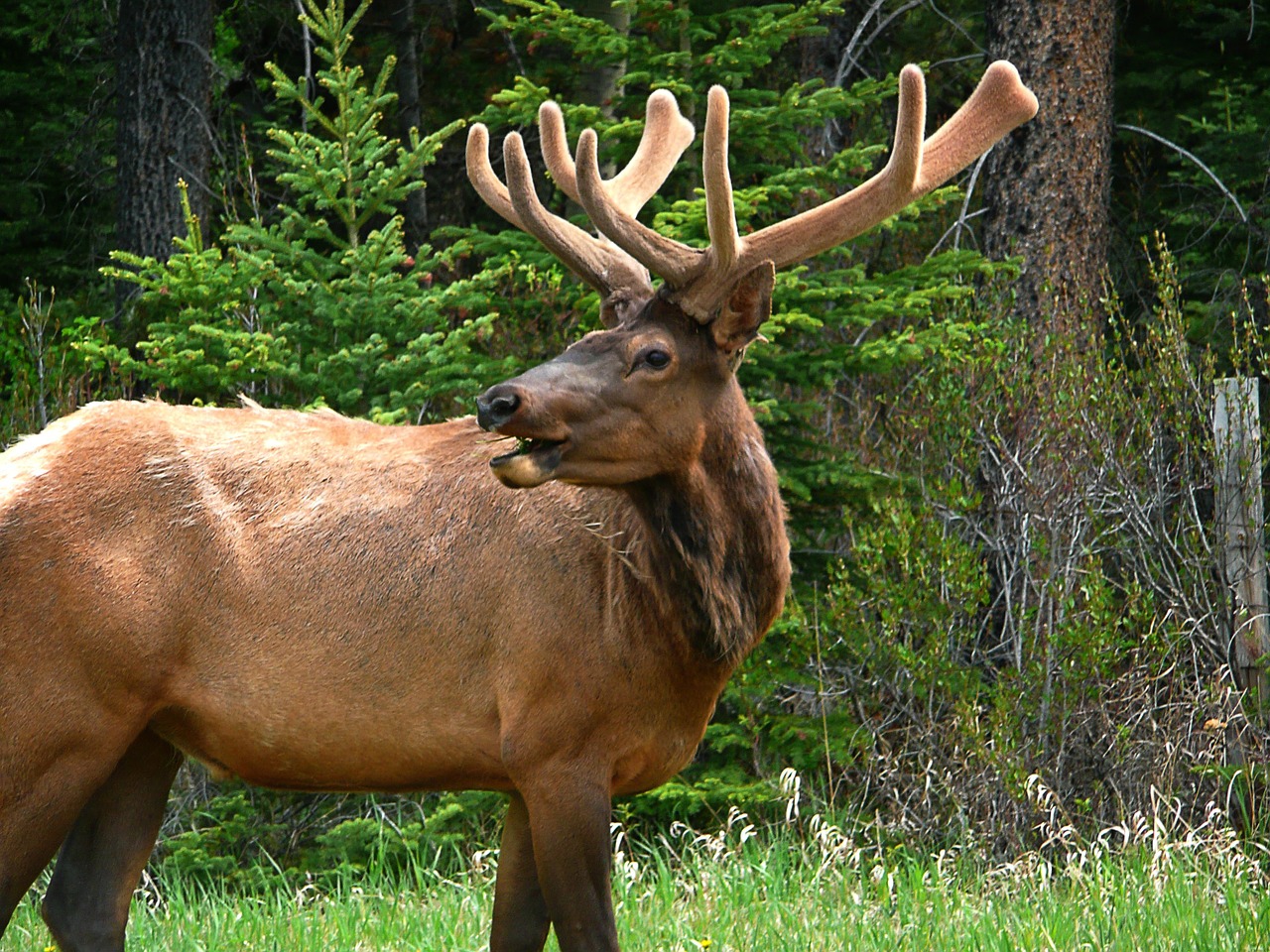 Image - elk wildlife mammal antlers animal