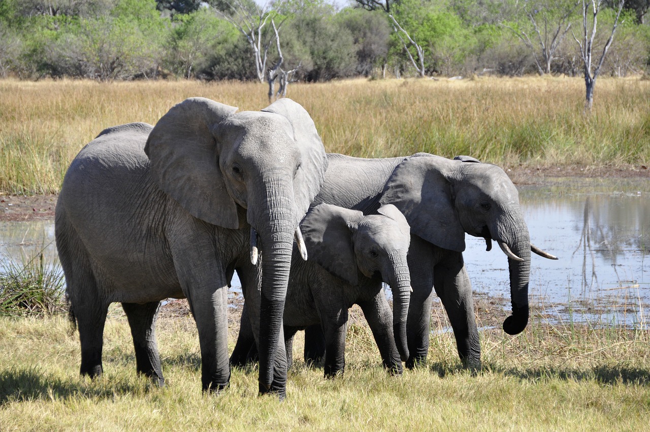 Image - elephant africa okavango delta