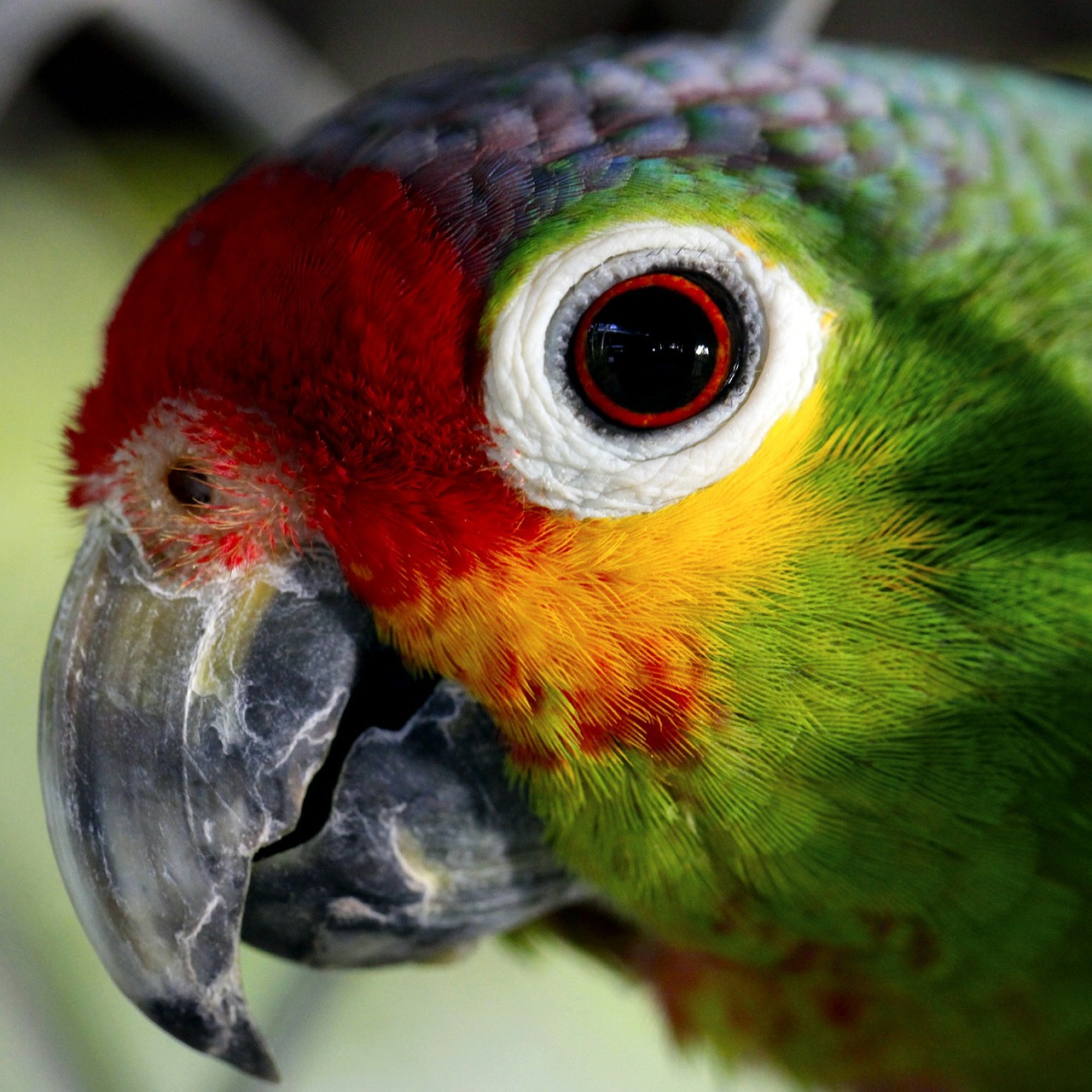 Image - parrot ave captivity animals birds