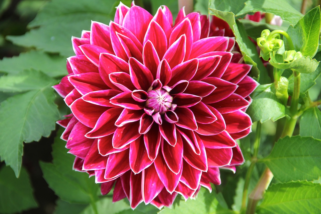 Image - plant flower dahlia garden plant