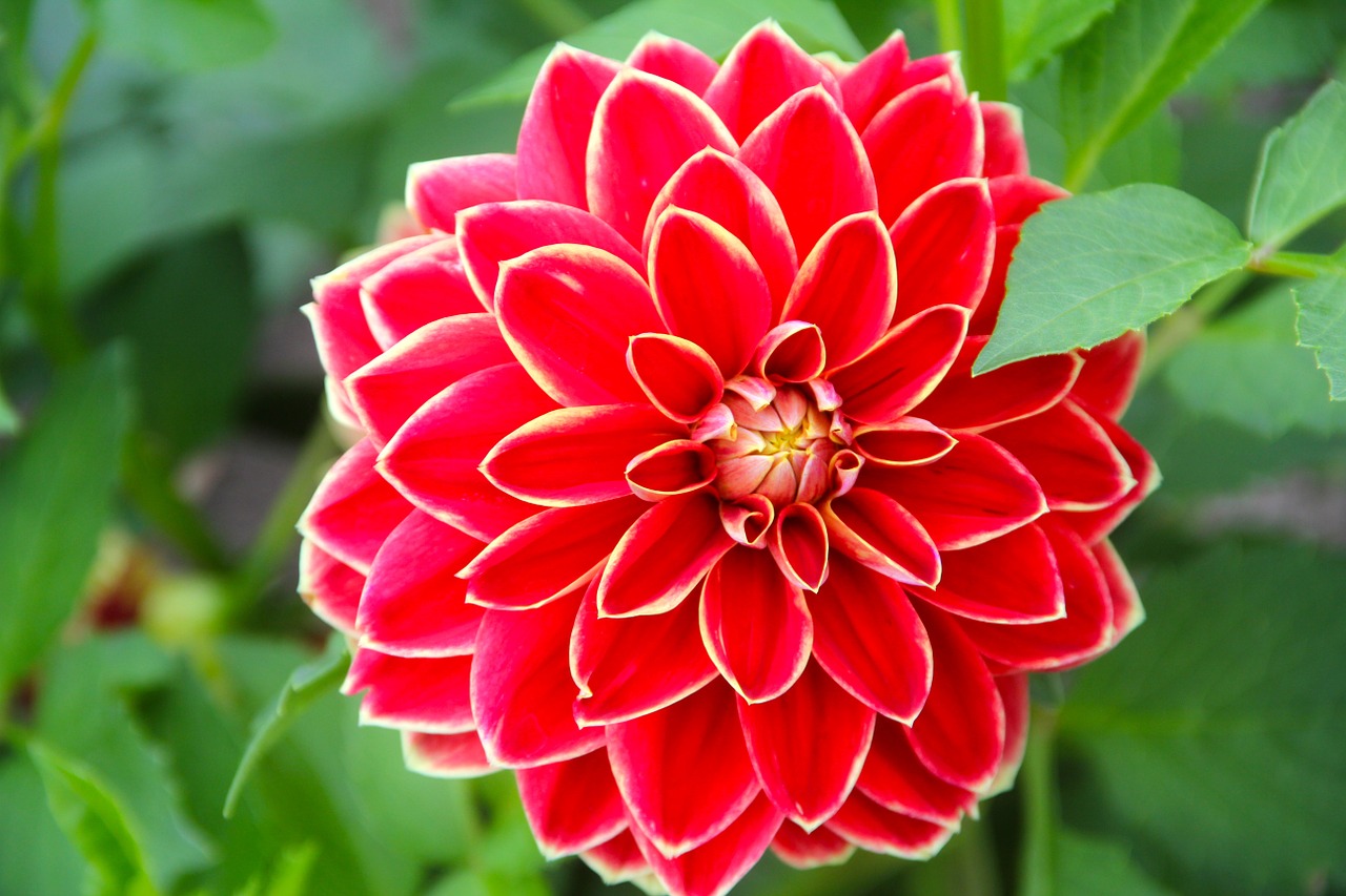 Image - plant flower blossom bloom dahlia