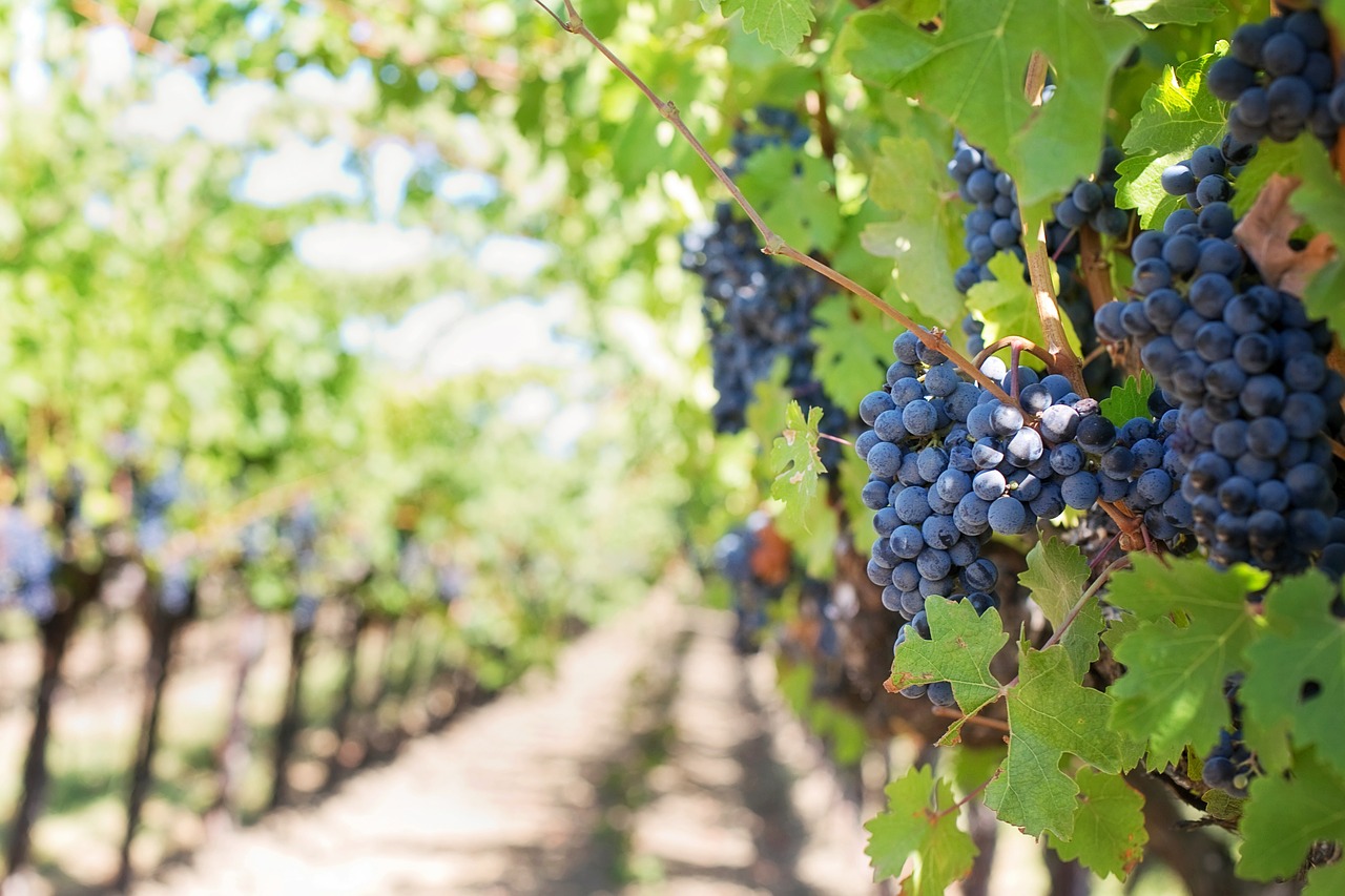 Image - purple grapes vineyard napa valley