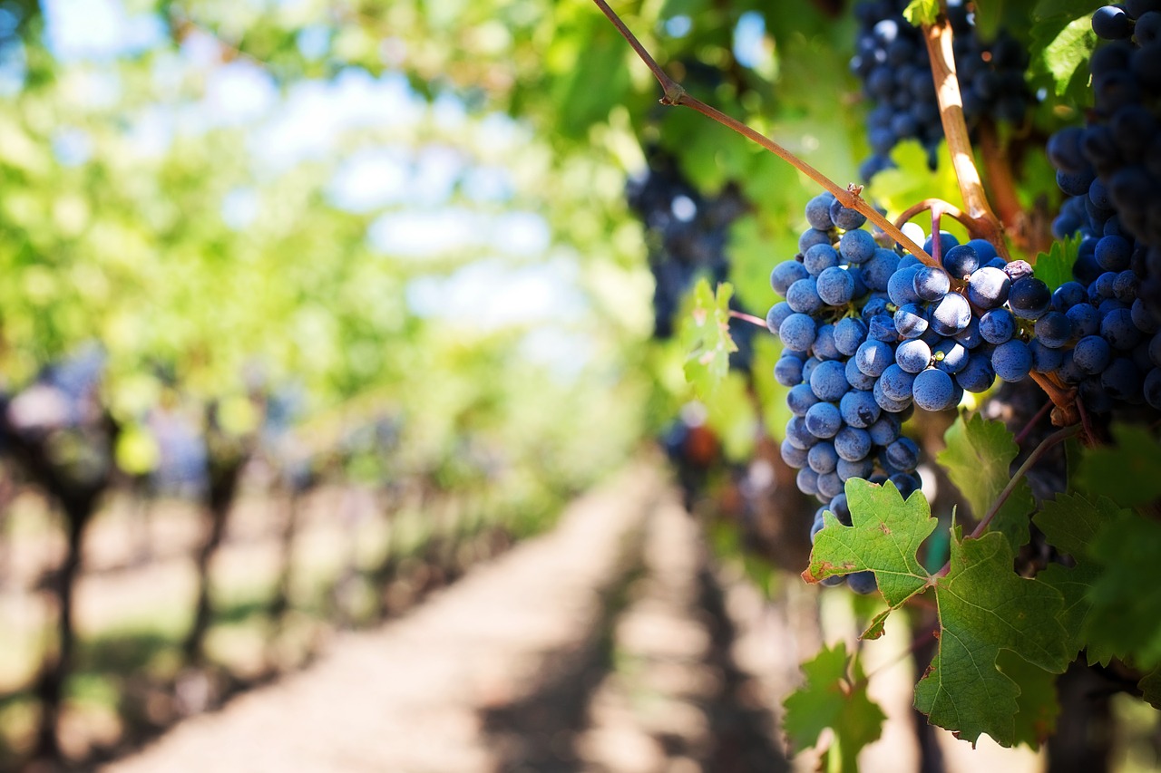 Image - purple grapes vineyard napa valley