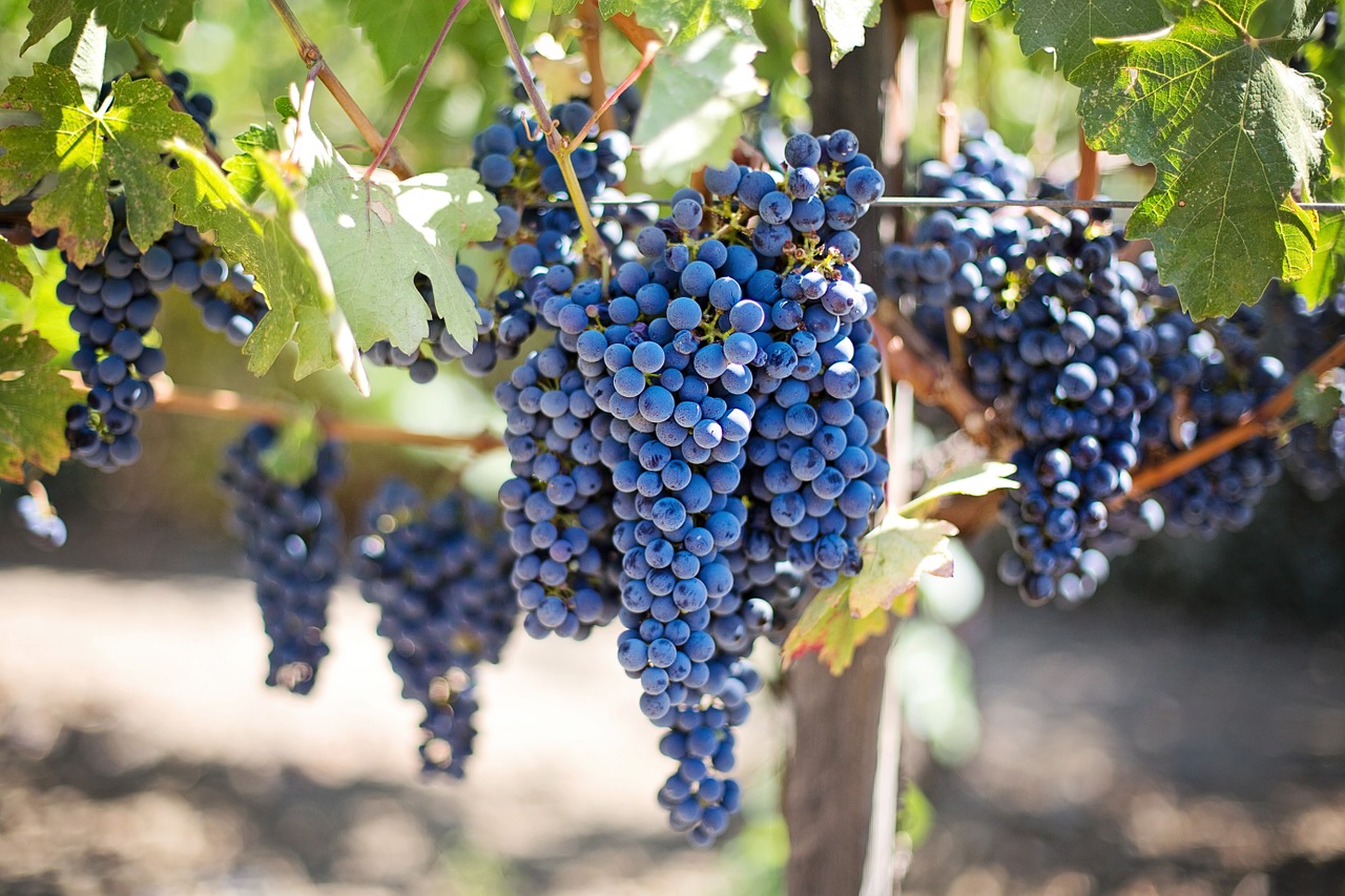 Image - purple grapes vineyard napa valley