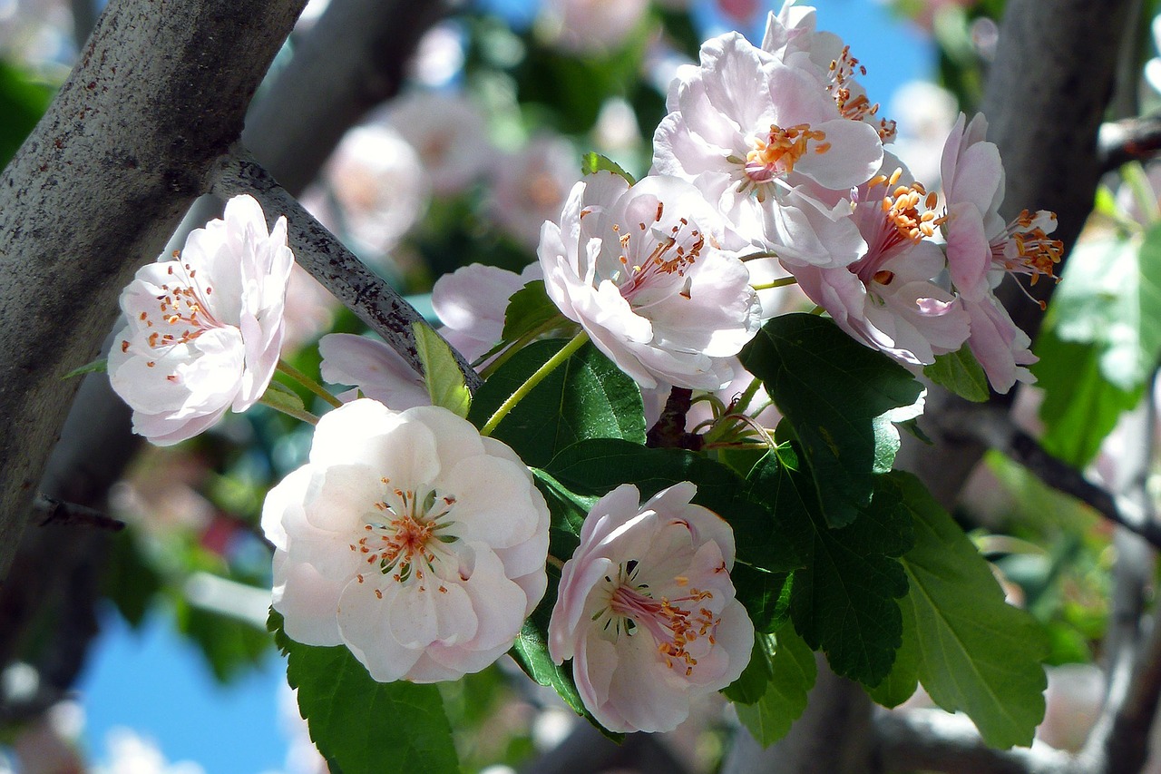 Image - cherry blossom flowers fresh