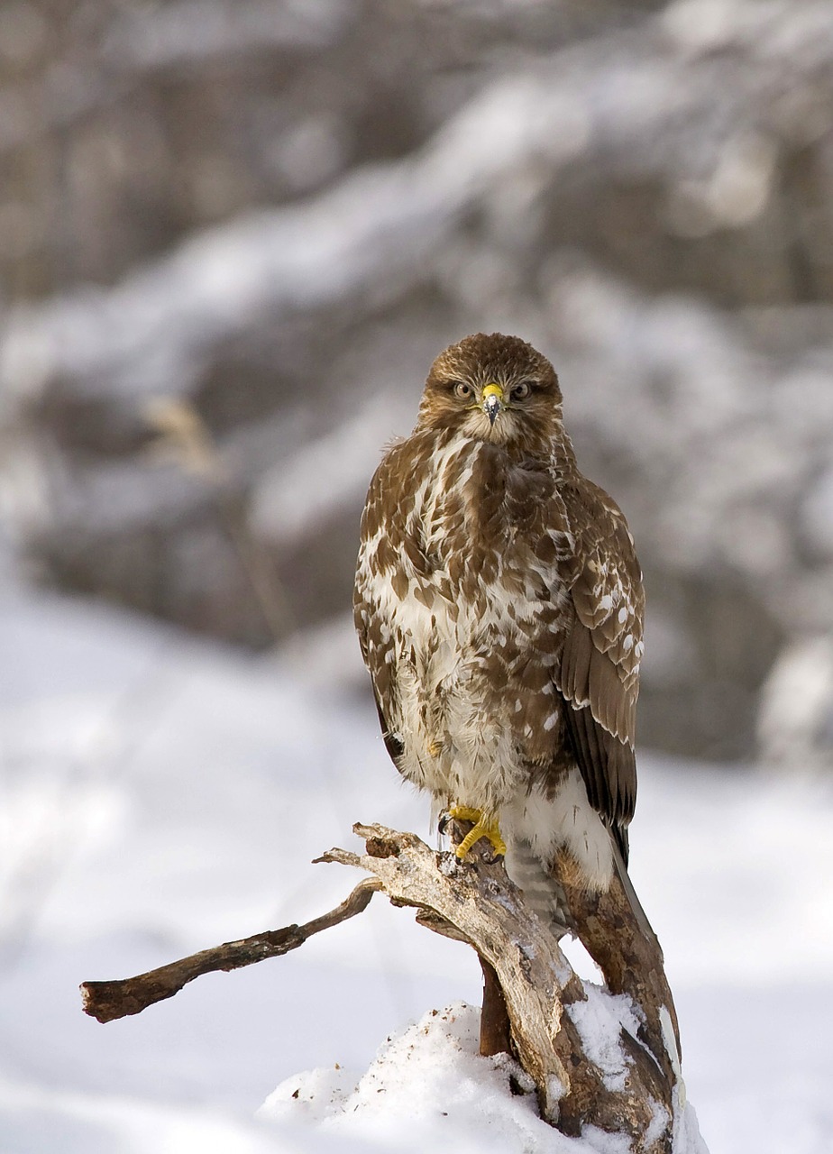 Image - buzzard bird buteo buteo winter