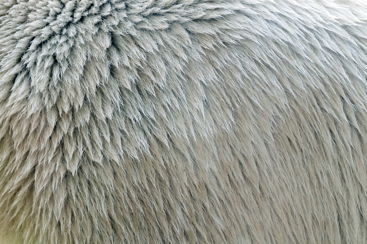 Image - fur pattern texture polar bear
