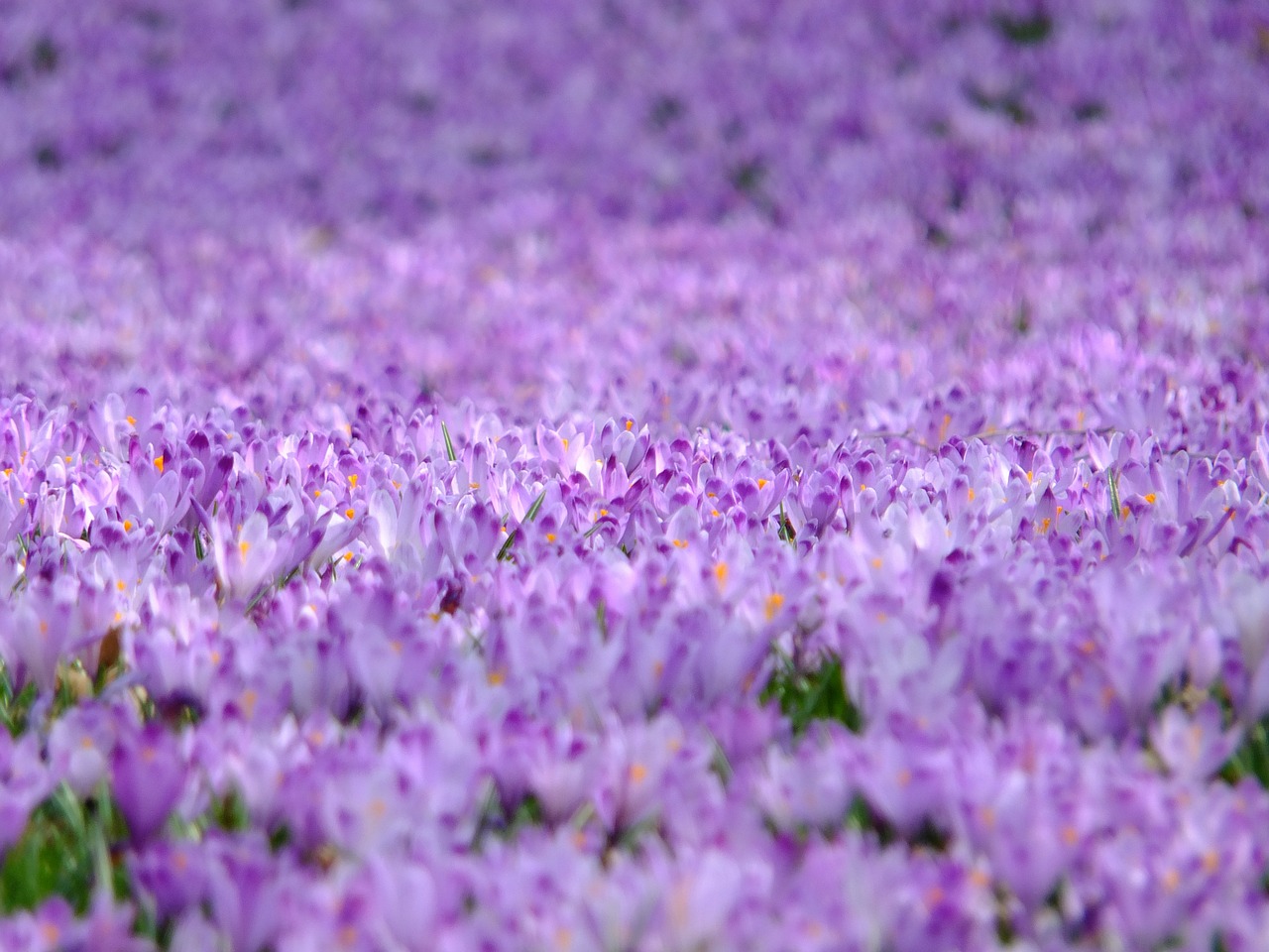 Image - crocus flowers violet spring