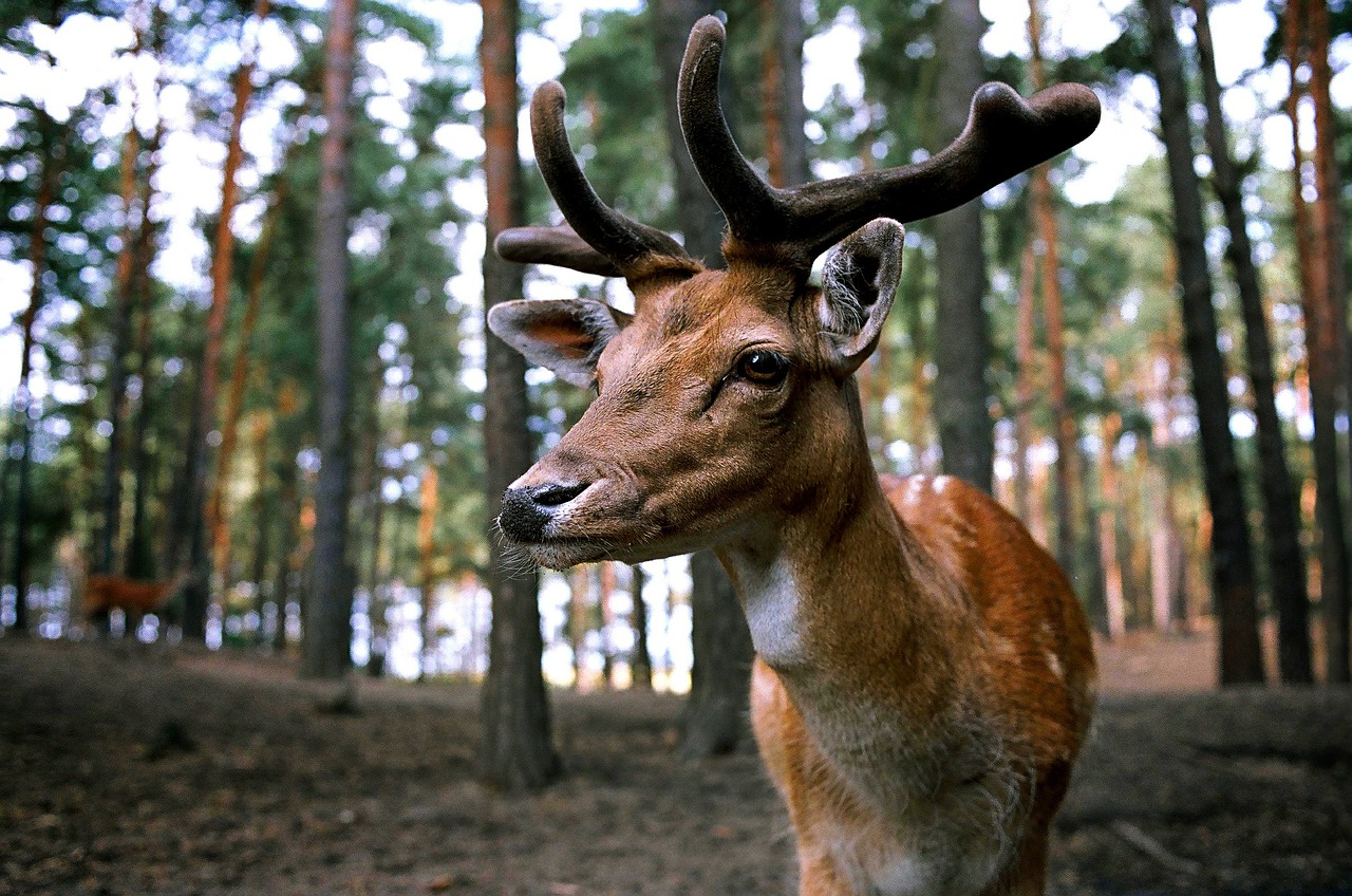 Image - hirsch forest wild fallow deer