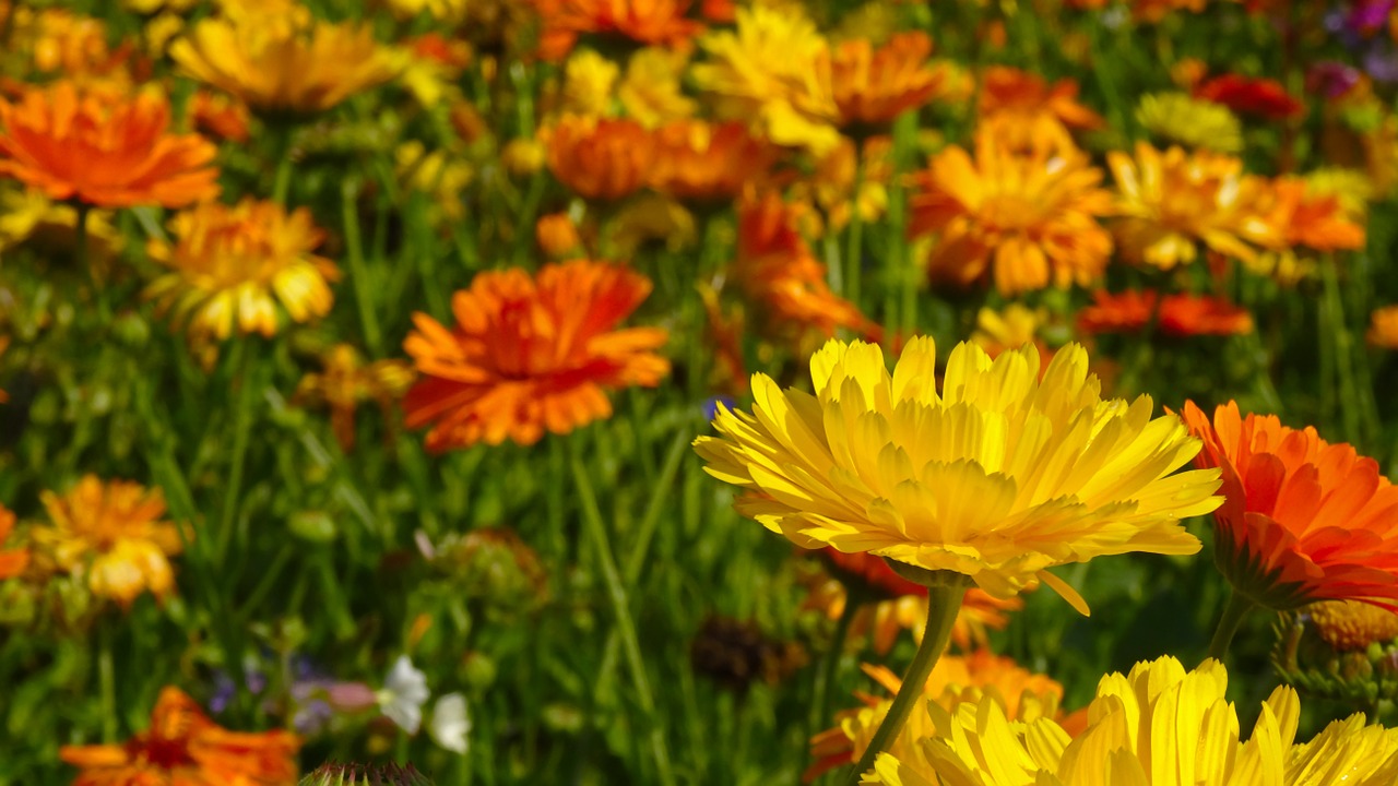 Image - marigold flowers blütenmeer