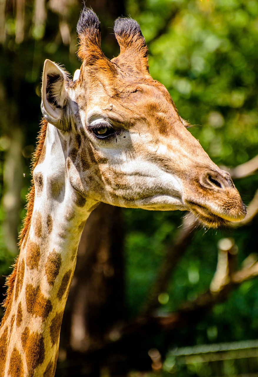 Image - giraffe zoo animals