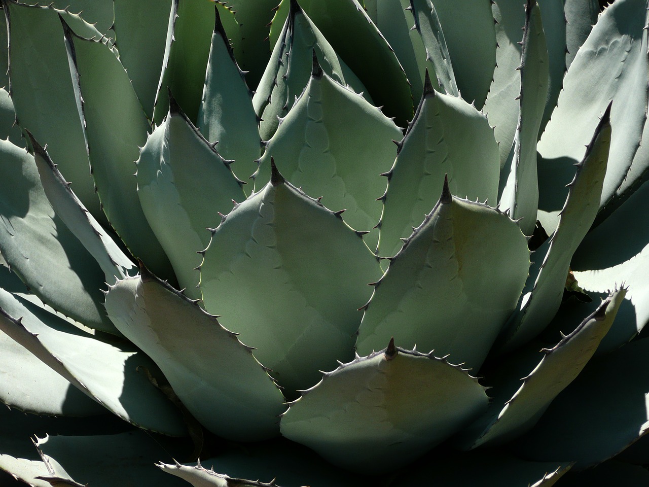 Image - pita century plant agave cactus