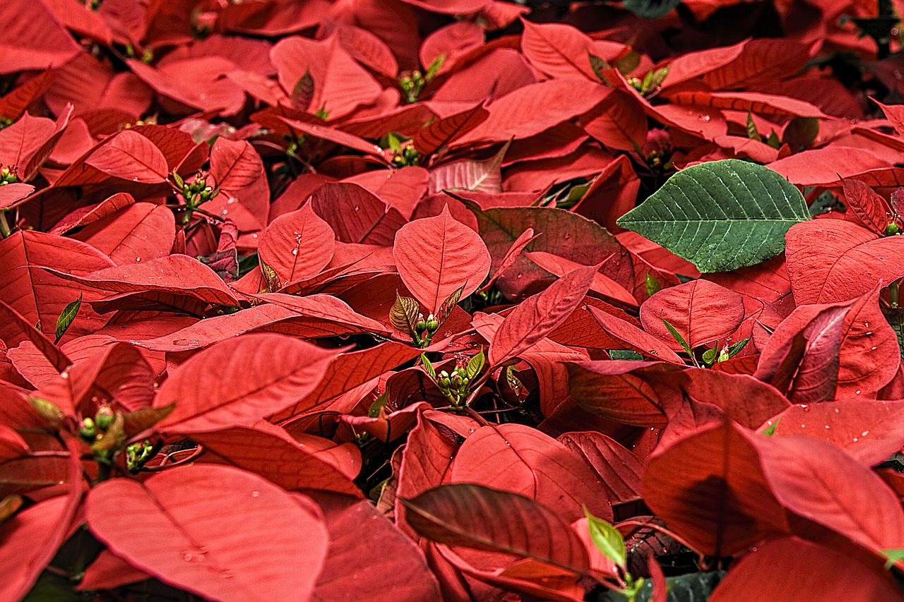 Image - poinsettia christmas flower