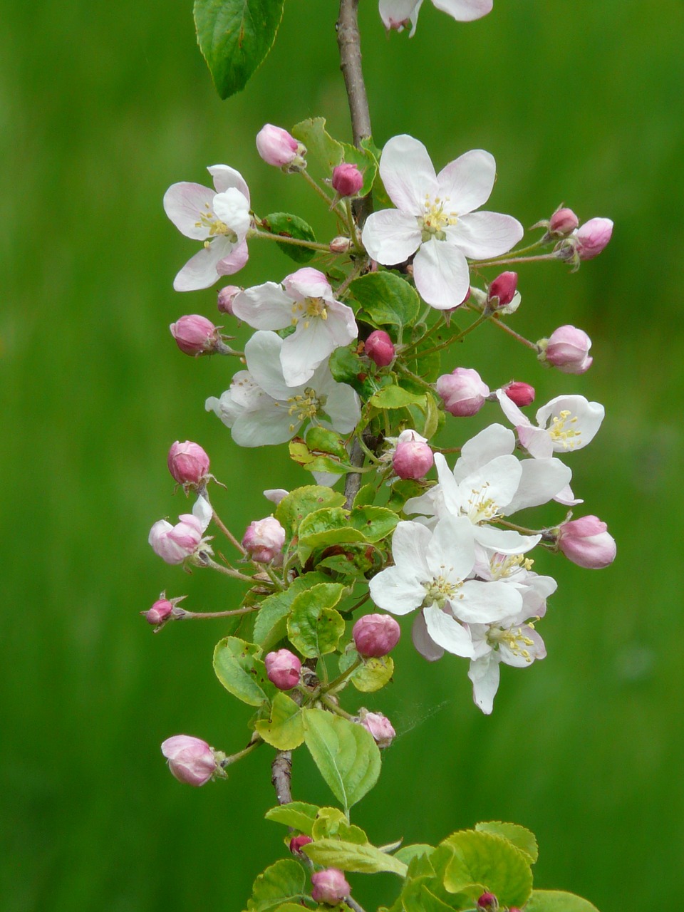 Image - apple blossoms apple blossom branch