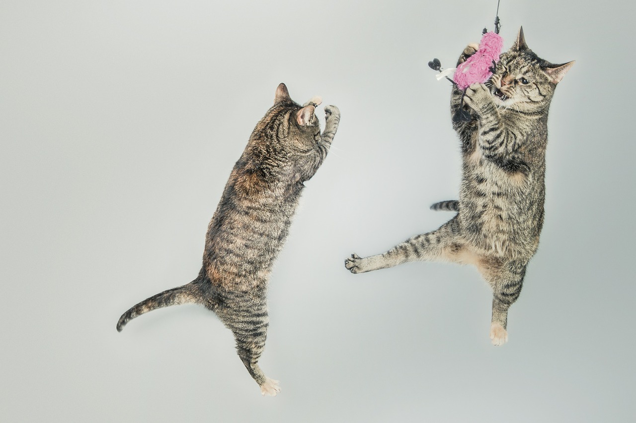 Image - cats jump play playful feline