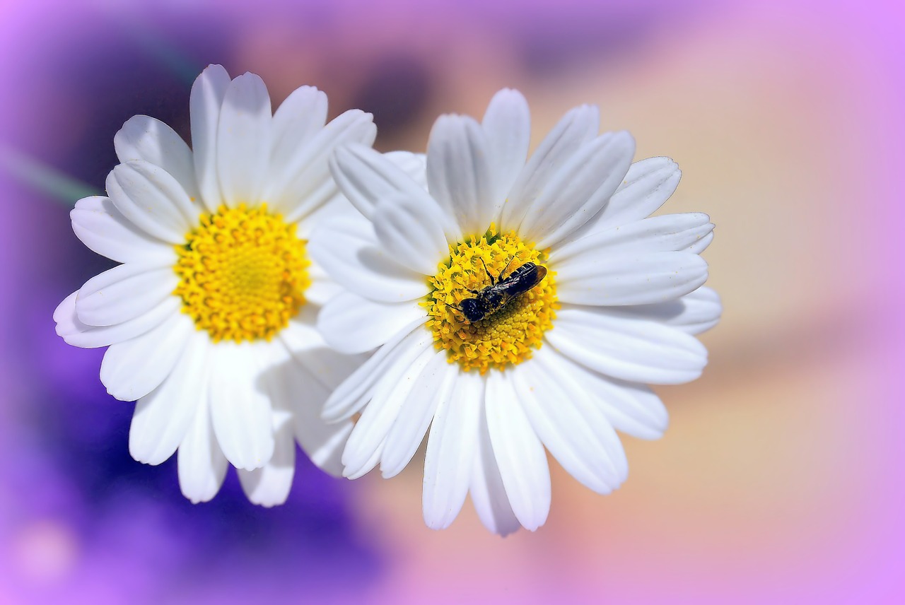 Image - daisies flowers garden flora