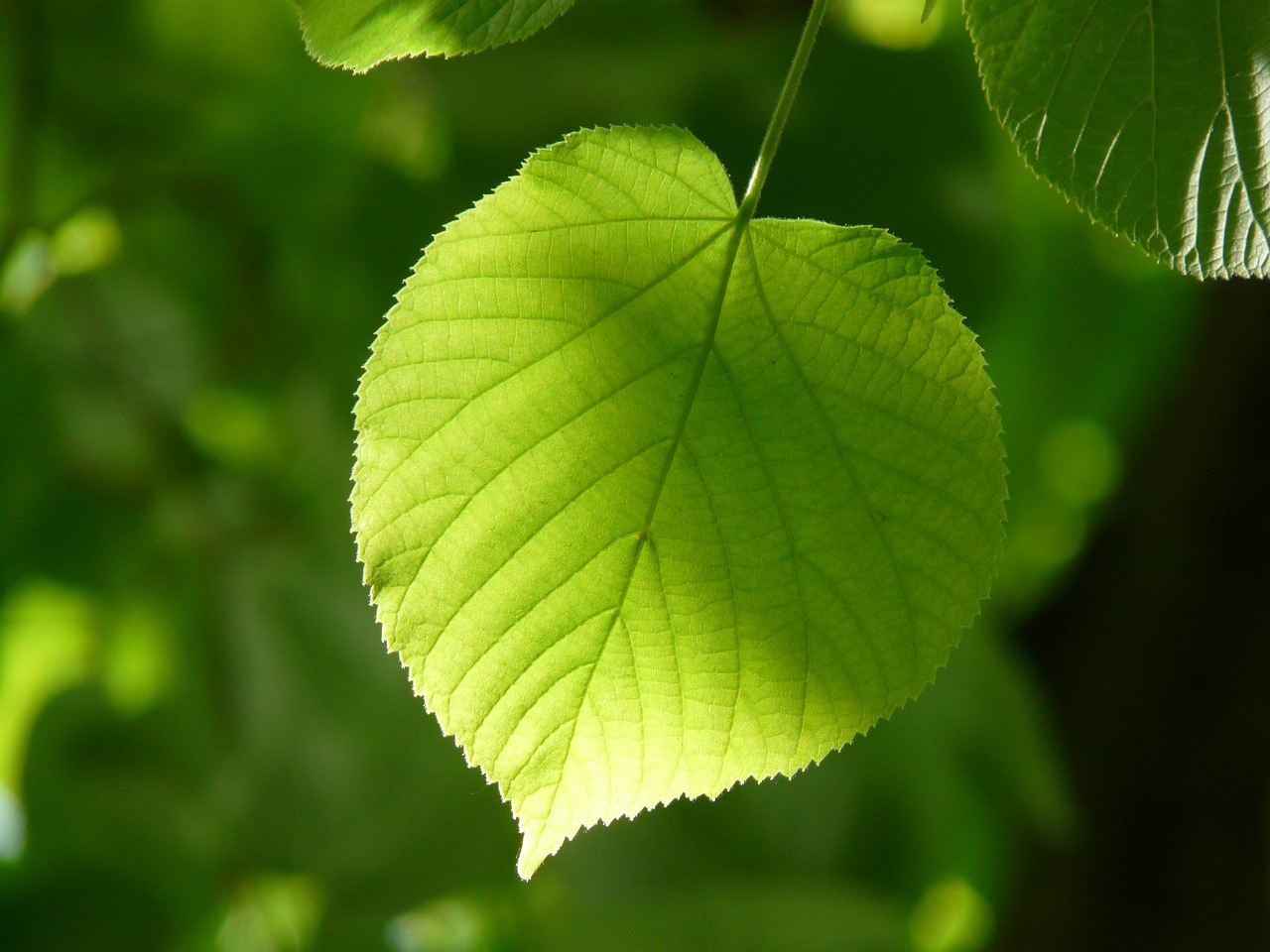 Image - leaf individually linde lipovina