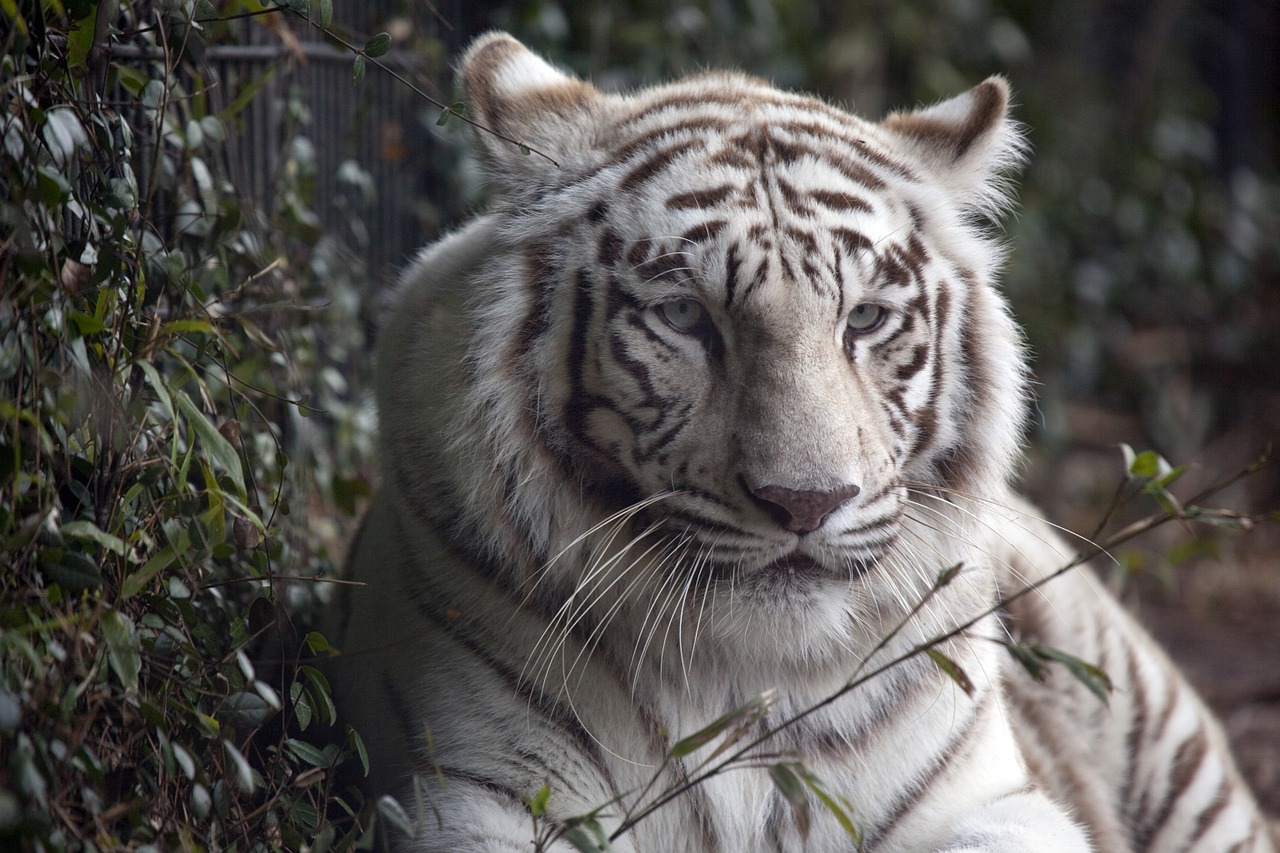 Image - tiger white tiger cat fur wildlife