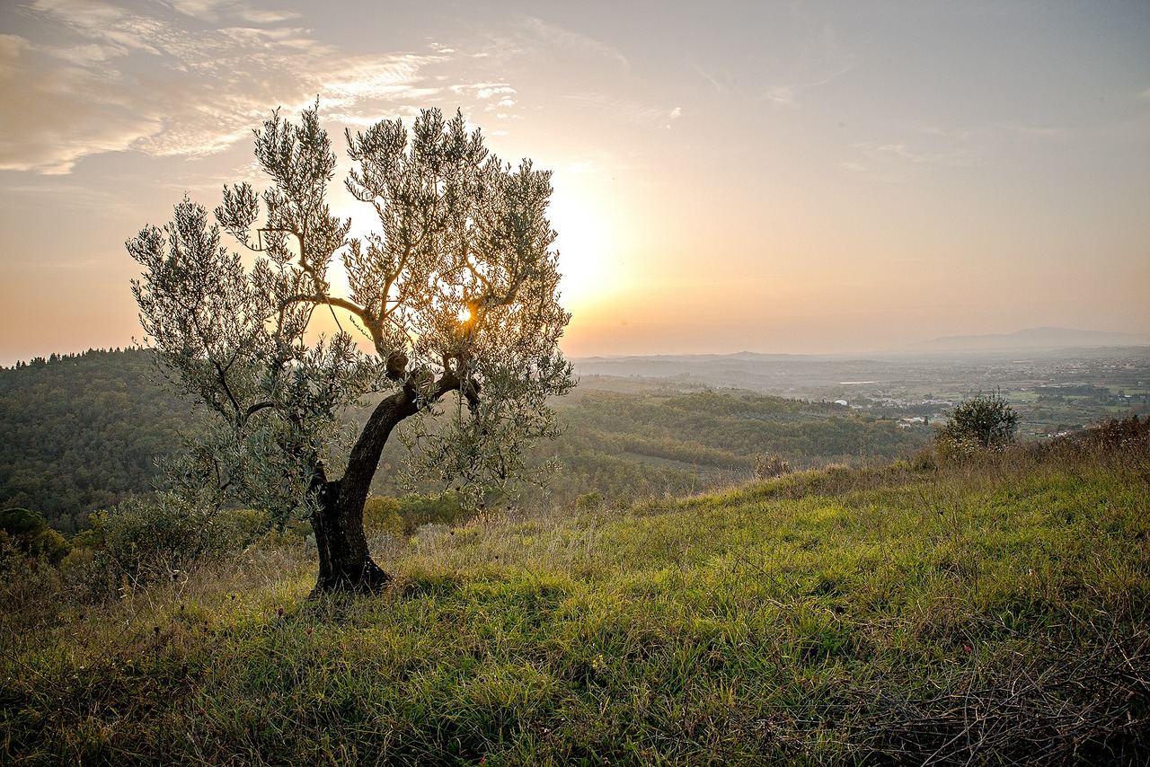 Image - landscape tree sunset