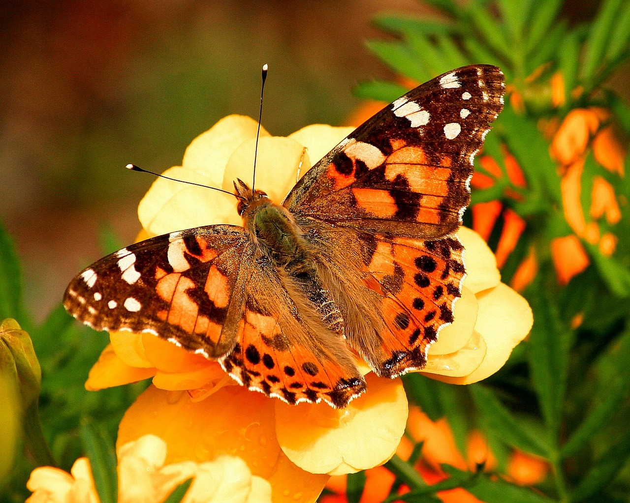 Image - painted lady butterfly vanessa cardui