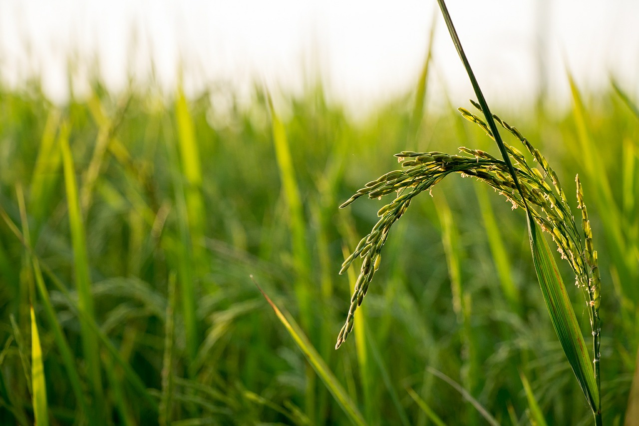 Image - rice field farm nature plant asia