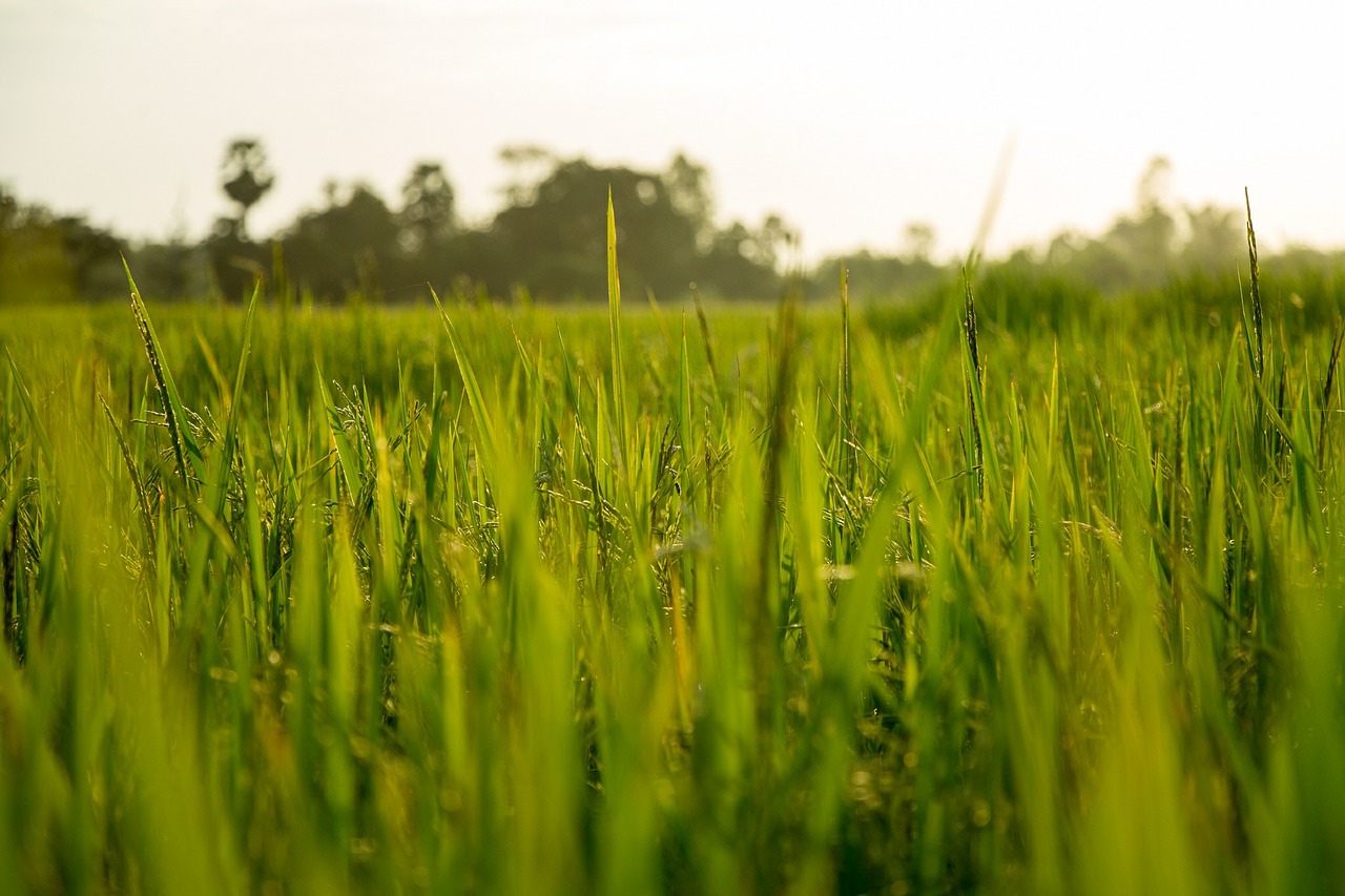 Image - rice field farm nature plant asia