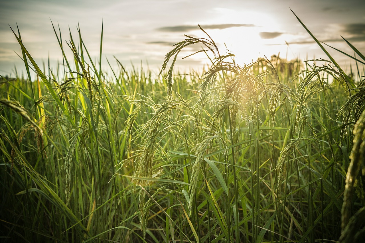 Image - rice field farm nature plant asia