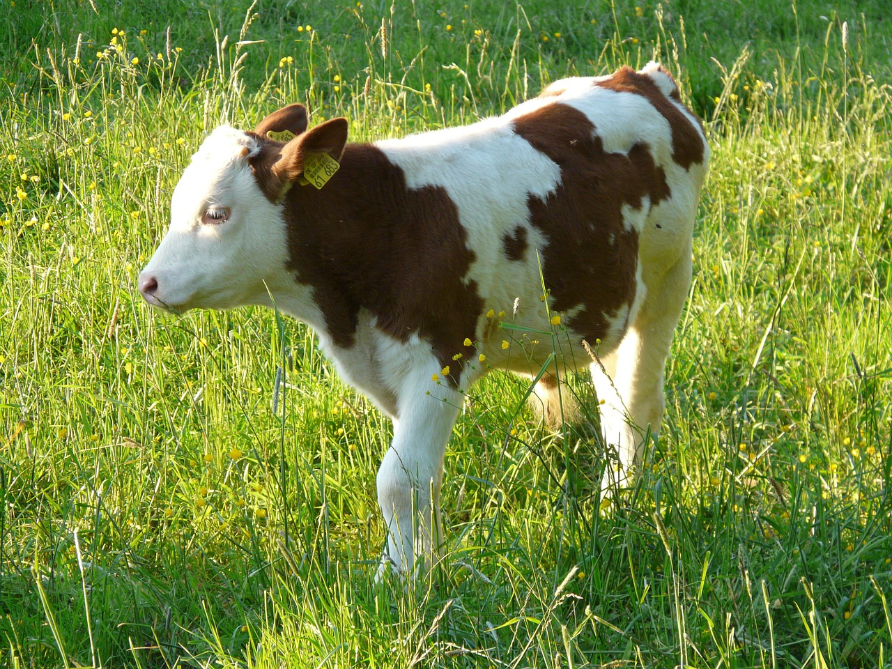 Image - calf young animal cow