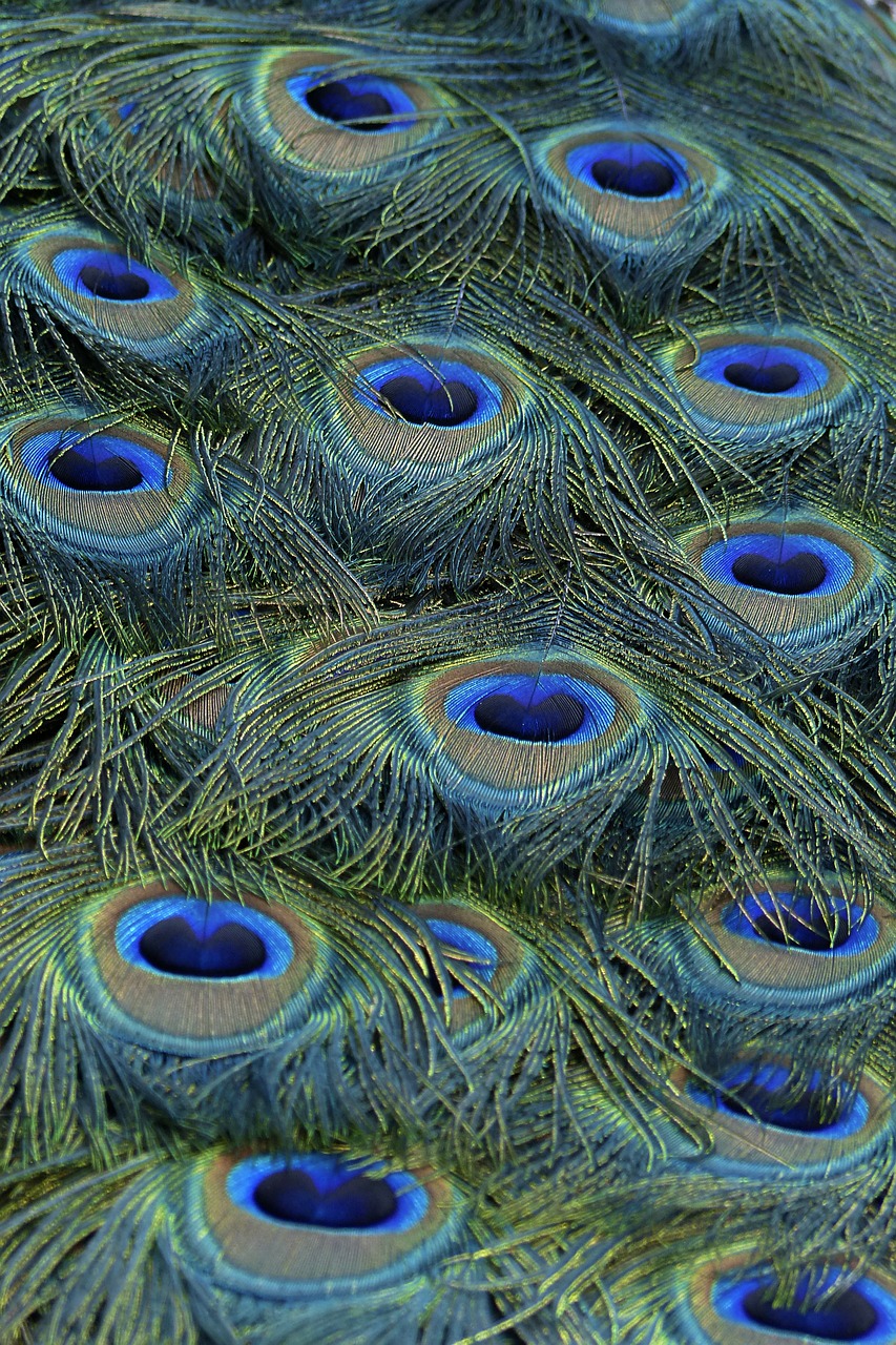 Image - peacock feathers blue bird nature