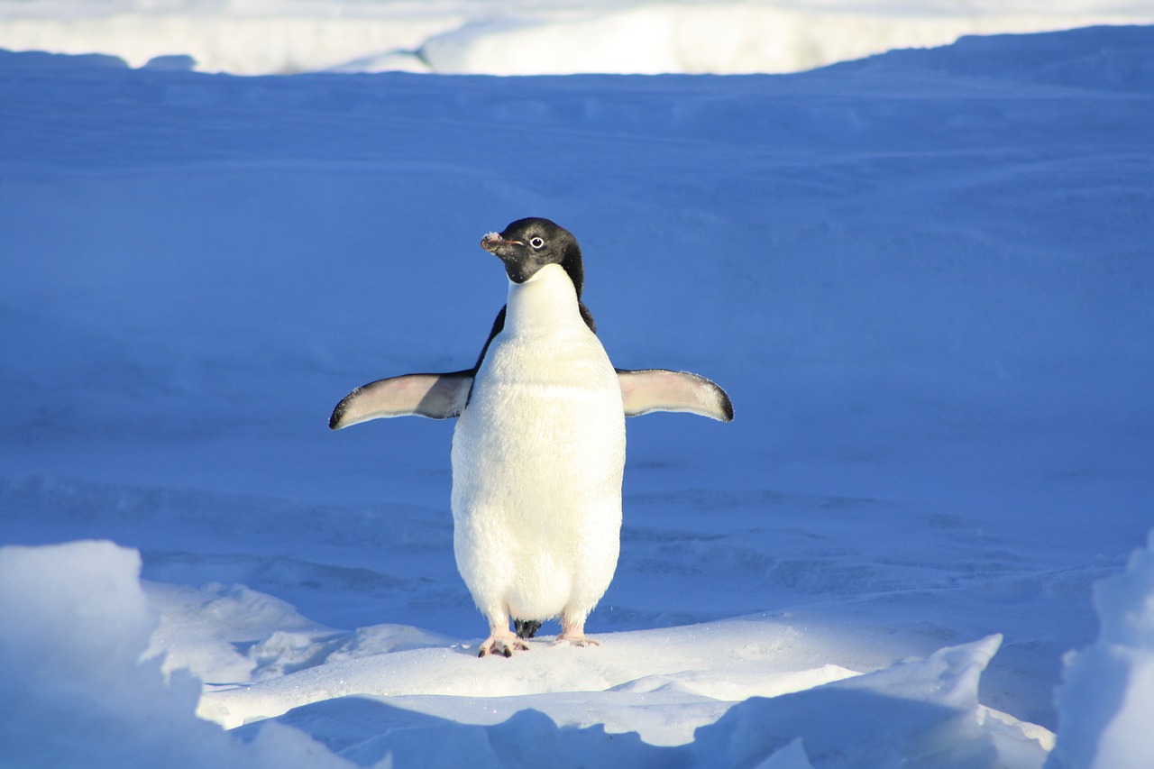 Image - penguin funny blue water animal