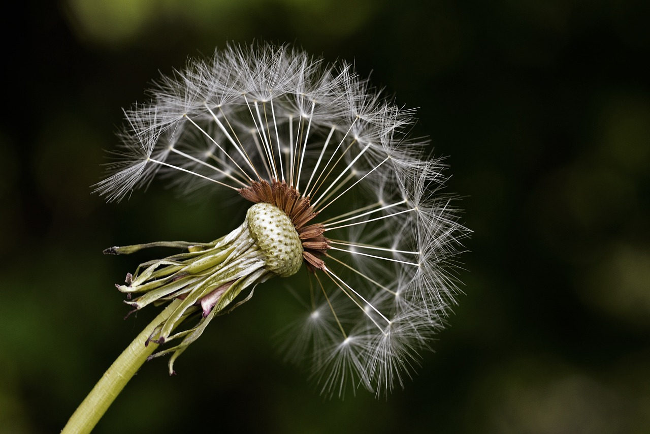 Image - milkweed summer nature plant