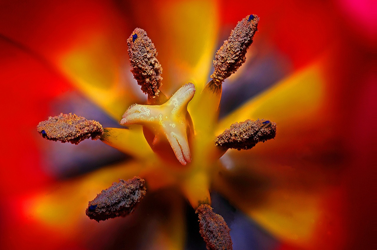 Image - tulip flower spring floral nature