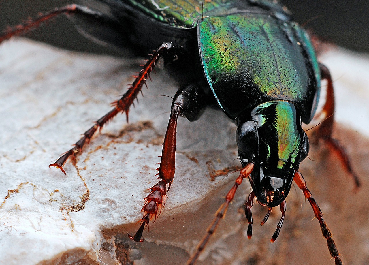 Image - beetle insect macro nature black