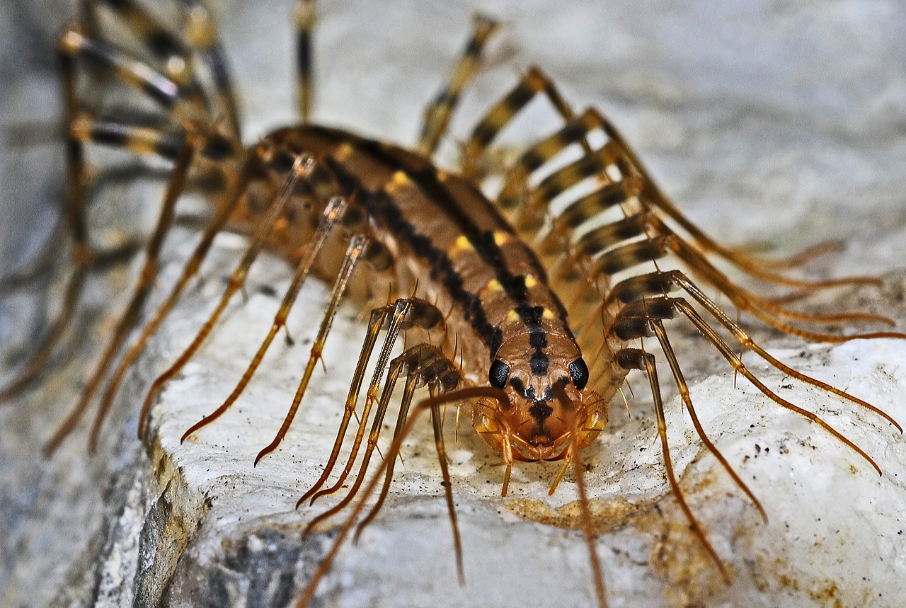 Image - centipede insect macro arthropod