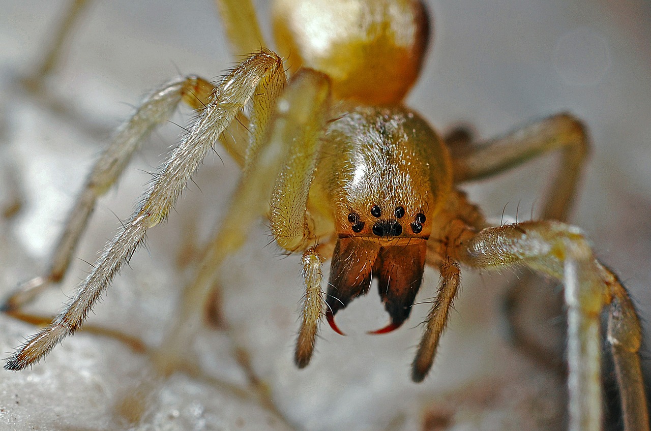 Image - spider arachnid macro nature