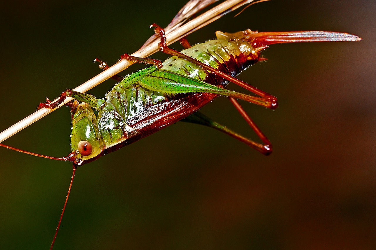 Image - grasshopper insect macro arthropod