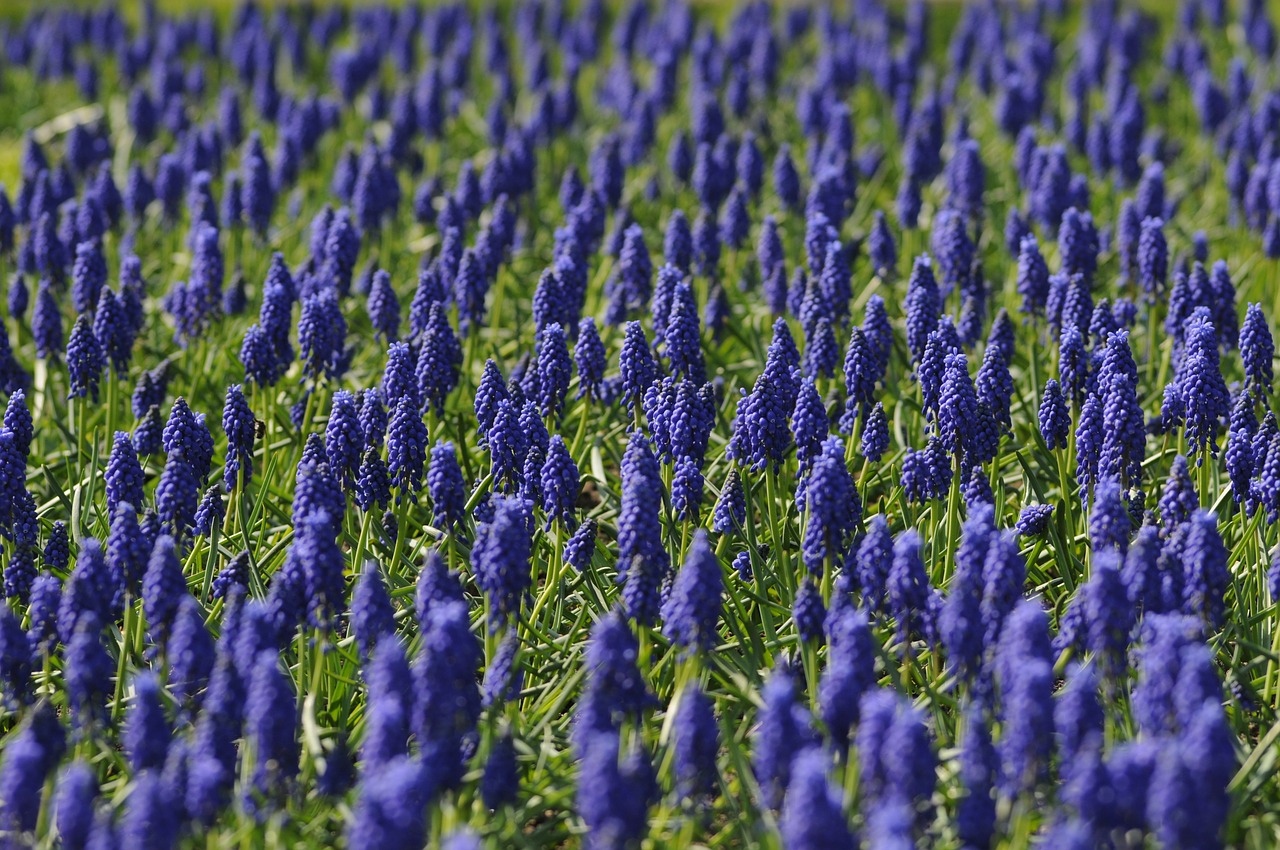 Image - muscari field flower blue nature