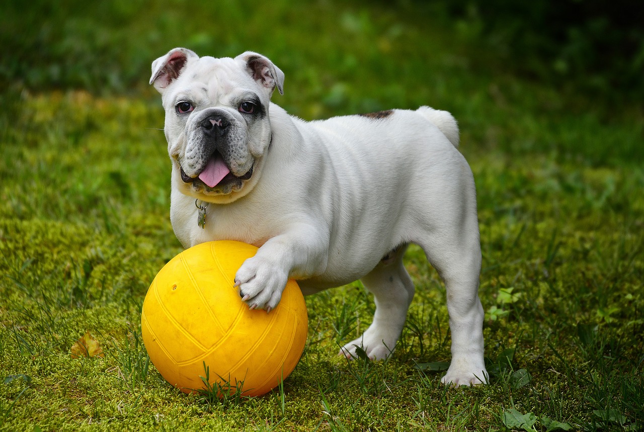 Image - english bulldog bulldog dog ball