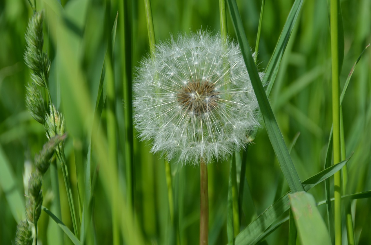 Image - dandelion flower plant white green