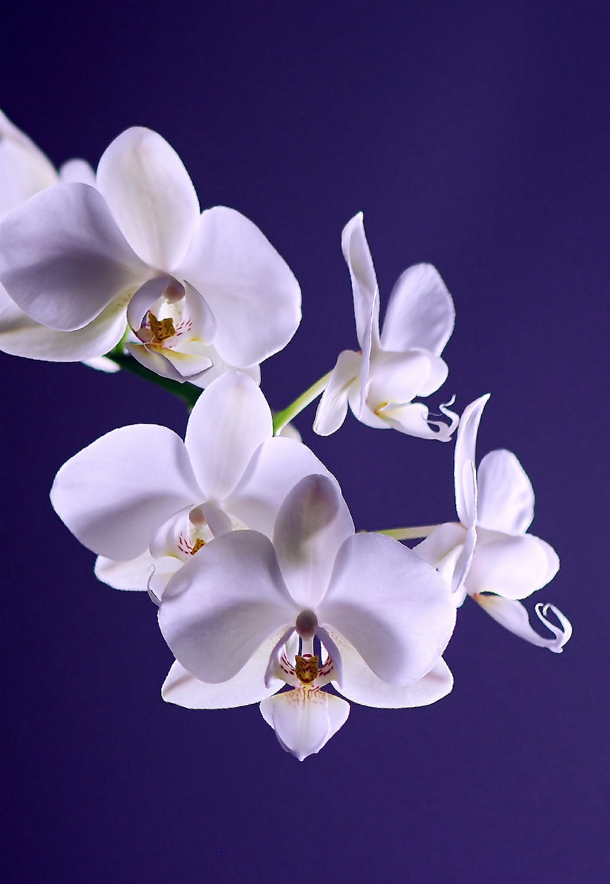 Image - orchid flower plant exotic white