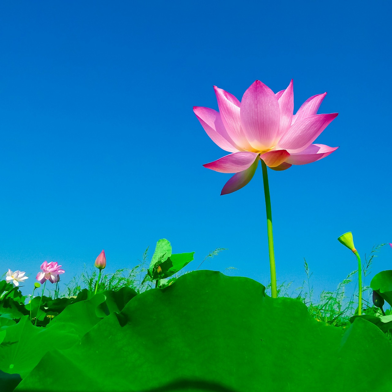Image - lotus lotus leaf flowering flower